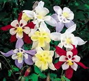Columbine 'McKana Hybrid', Granny's bonnet 'McKana Hybrid'